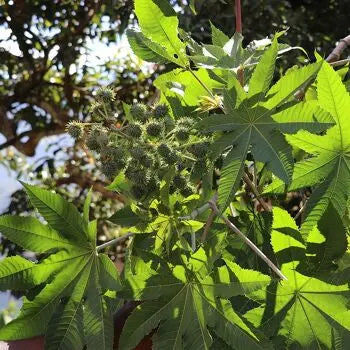 EVASHAIR-Lwil Maskriti-Huile de Ricin Noire d’Haïti  100/100 Note Yuka🥕120ML Evas Hair