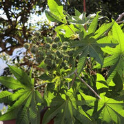 EVASHAIR Huile de Ricin Noire d’Haïti