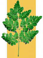 WAAM-HUILE DE MORINGA fortifiante, gainante et protectrice 100 ML Waam