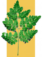 WAAM-HUILE DE MORINGA fortifiante, gainante et protectrice